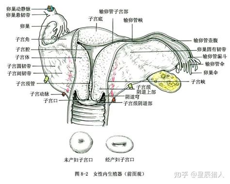 陰女|女性生殖系統